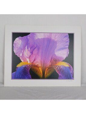 Lone Iris Foam Core Mounted Signed D Carlton Photograph Pacific NW Artist Color